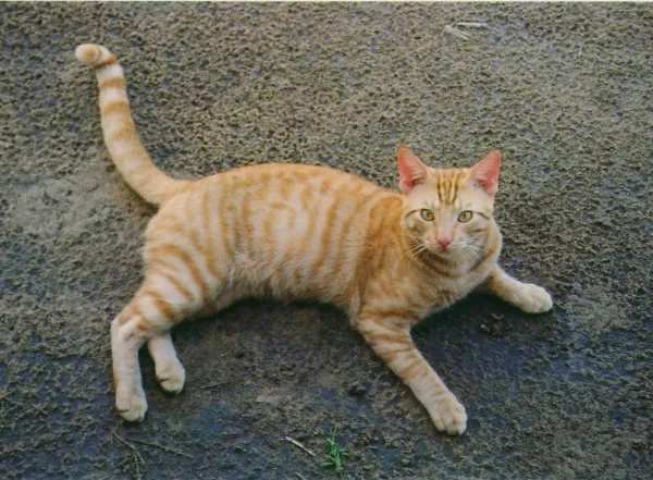 The photo it was made from: an orange tabby lying on the pavement, looking at the camera